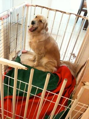 ルップルの脱獄計画