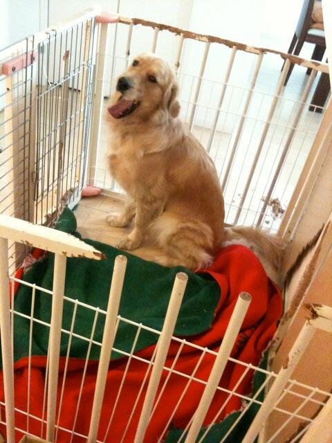 ルップルの脱獄計画