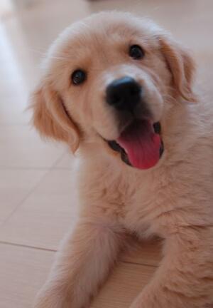 画像拡大時のjsをhighslideからprettyPhotoに