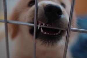 スクロール時に画像の読み込みを開始する Lazyload