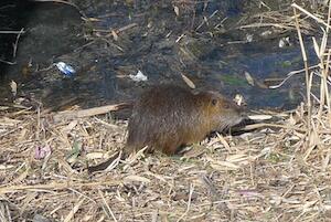 自宅の近所の池でヌートリアを発見！