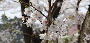 春は別れの季節だったりするが、きっと出会いも！