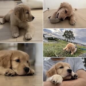 PhotoCollage.js を a-blog cms のブログテーマに実装してみた