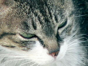 画像を正方形で表示させる