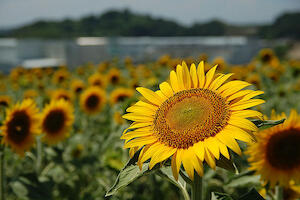 観光農園花ひろば の「ひまわり」