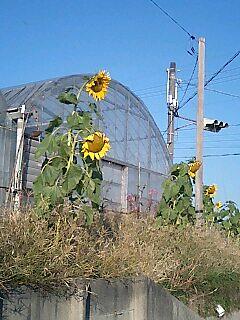 冬なのに、ひまわり？