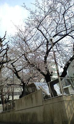 御園小学校に桜が咲いてました