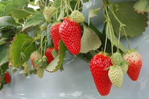 いちごの丘にいちご狩りに行ってきました