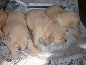 子犬に会ってきました