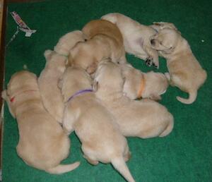 ゴールデンレトリーバーの子を探してます