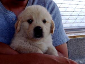 ゴールデンレトリバーの子が来ました。