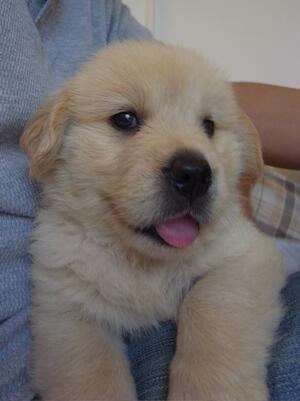 アップルップルの社員犬「ルップル」