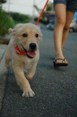 はじめての散歩