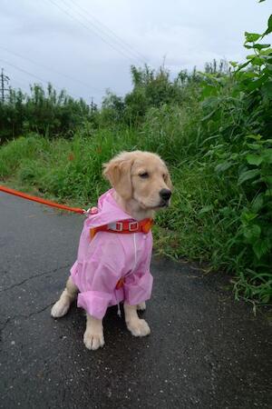 ルップル 9Kg を超えました！