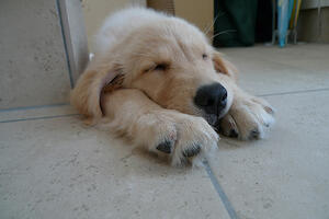 ルップルちゃんは7.7Kgに!!