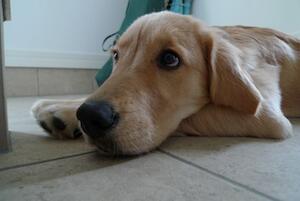 iPhoneで画像に直リンクすると