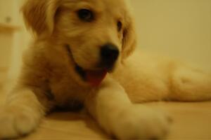 外部のイメージも同様に扱う事ができるか？