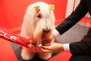 アップルップルの社員犬「ルップル」その2