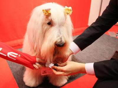 アップルップルの社員犬「ルップル」その2