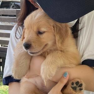 2代目のゴールデンレトリバーを迎える事になりました