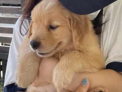 2代目のゴールデンレトリバーを迎える事になりました